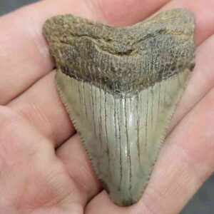 Megalodon Shark Tooth - STCOM2-4