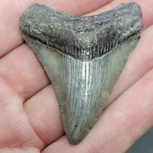 Megalodon Shark Tooth - STCOM2-40