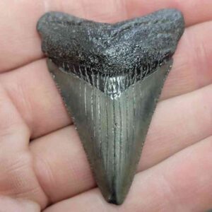 Megalodon Shark Tooth - STCOM2-41