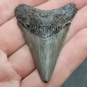Megalodon Shark Tooth - STCOM2-42