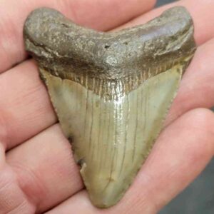 Megalodon Shark Tooth - STCOM2-46