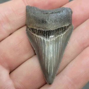 Megalodon Shark Tooth - STCOM2-5
