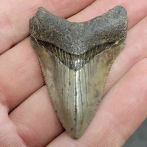 Megalodon Shark Tooth - STCOM2-6