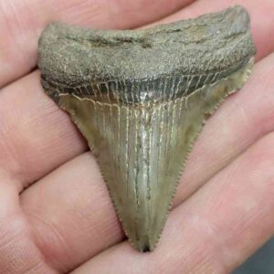 Megalodon Shark Tooth - STCOM2-8