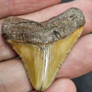 Polished Megalodon Shark Tooth - STPOL1-10