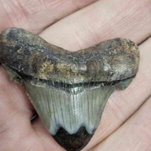 Polished Megalodon Shark Tooth - STPOL1-12