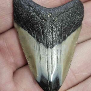 Polished Megalodon Shark Tooth - STPOL1-21