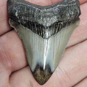Polished Megalodon Shark Tooth - STPOL1-33