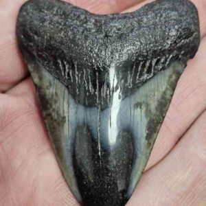 Polished Megalodon Shark Tooth - STPOL2-01