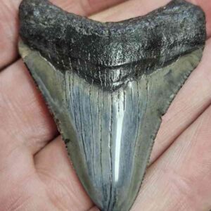 Polished Megalodon Shark Tooth - STPOL2-08