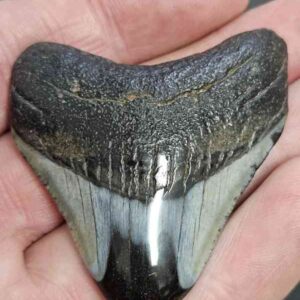 Polished Megalodon Shark Tooth - STPOL2-18