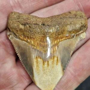 Polished Megalodon Shark Tooth - STPOL2-32