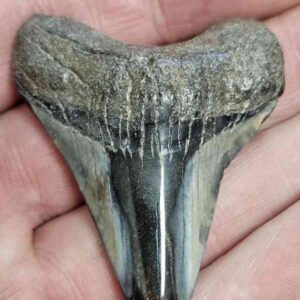 Polished Megalodon Shark Tooth - STPOL2-40