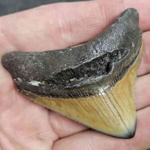 Polished Megalodon Shark Tooth - STPOL2.5-10