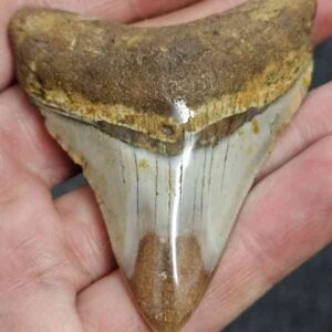 Polished Megalodon Shark Tooth - STPOL2.5-11