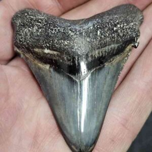 Polished Megalodon Shark Tooth - STPOL2.5-18