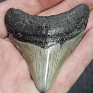 Polished Megalodon Shark Tooth - STPOL2.5-27