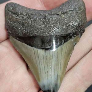 Polished Megalodon Shark Tooth - STPOL2.5-29