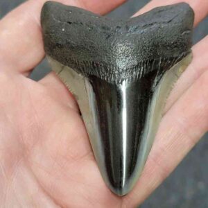 Polished Megalodon Shark Tooth - STPOL3-09
