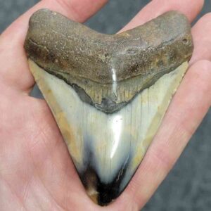 Polished Megalodon Shark Tooth - STPOL3-17