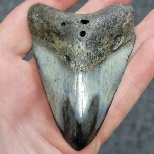 Polished Megalodon Shark Tooth - STPOL3-28