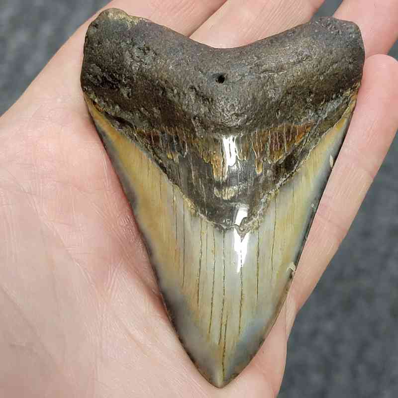 Polished Megalodon Shark Tooth - STPOL3.5-21