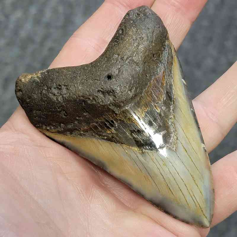 Polished Megalodon Shark Tooth - STPOL3.5-21 - Image 2