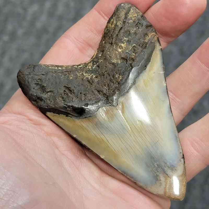 Polished Megalodon Shark Tooth - STPOL3.5-21 - Image 3