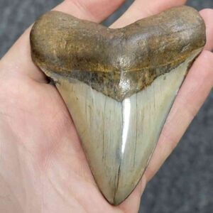 Polished Megalodon Shark Tooth - STPOL3.5-45