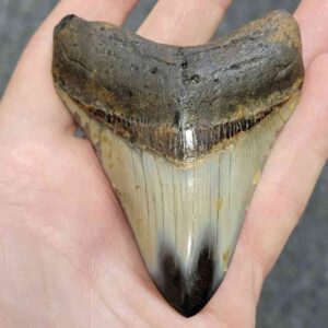 Polished Megalodon Shark Tooth - STPOL3.5-49