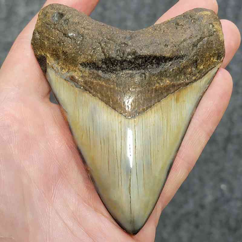 Polished Megalodon Shark Tooth - STPOL4-05