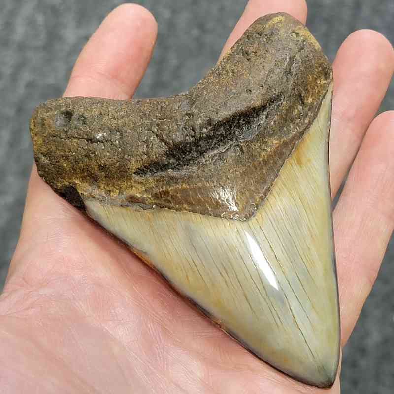 Polished Megalodon Shark Tooth - STPOL4-05 - Image 2