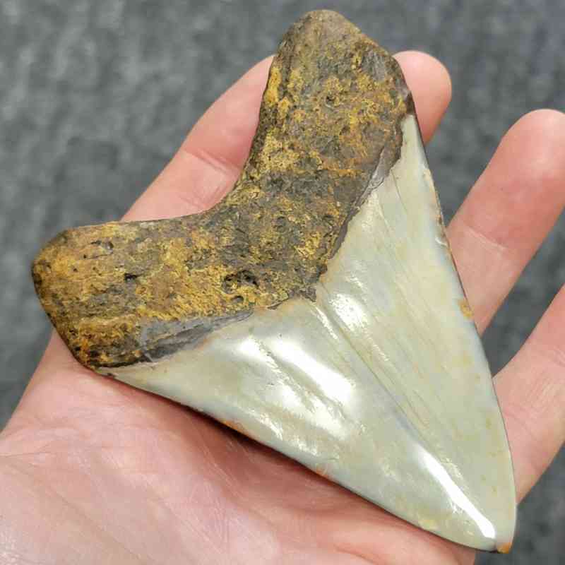 Polished Megalodon Shark Tooth - STPOL4-05 - Image 3