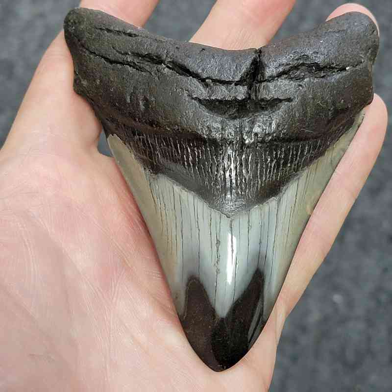 Polished Megalodon Shark Tooth - STPOL4-06