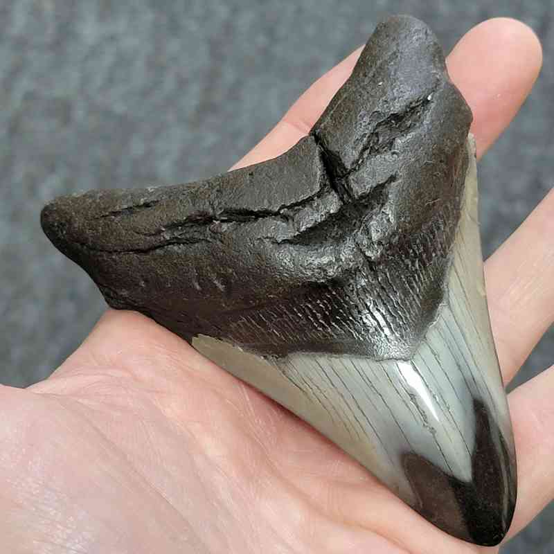 Polished Megalodon Shark Tooth - STPOL4-06 - Image 2
