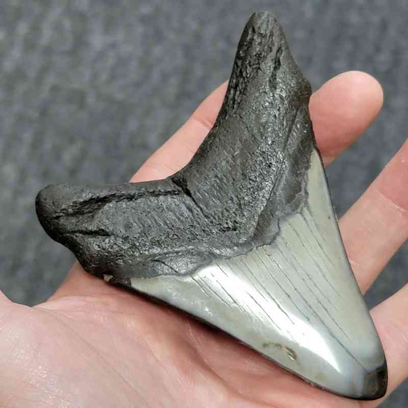 Polished Megalodon Shark Tooth - STPOL4-06 - Image 3
