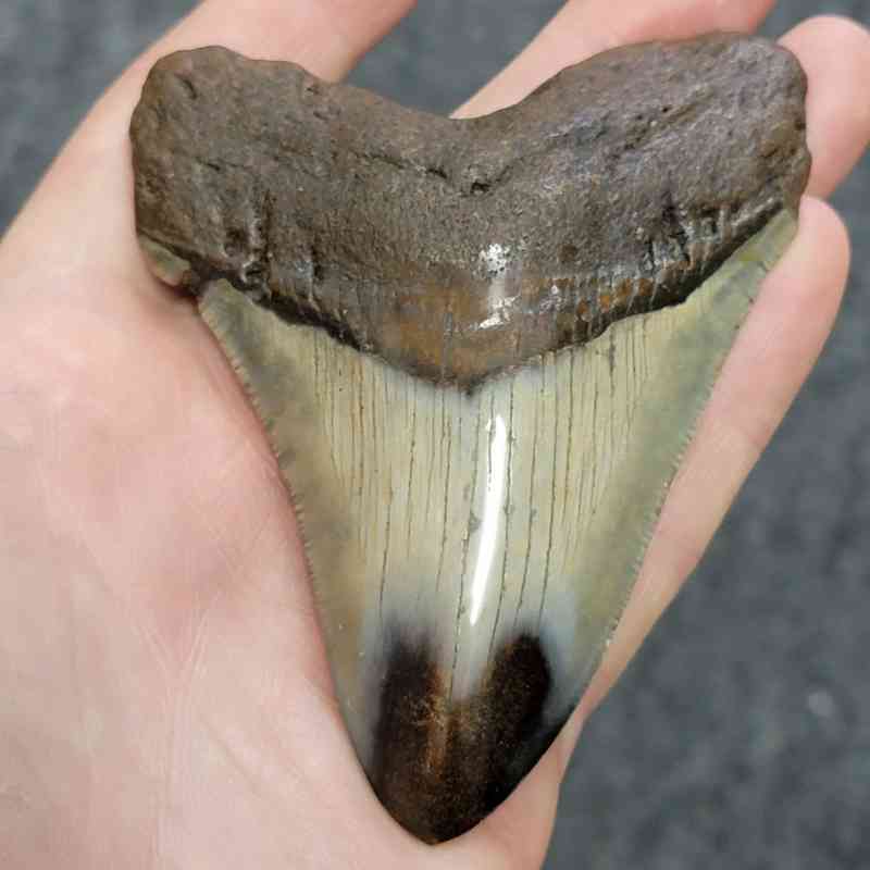 Polished Megalodon Shark Tooth - STPOL4-08