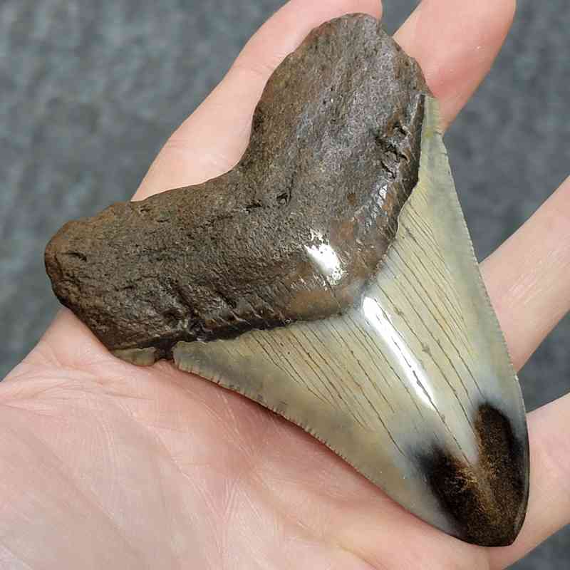 Polished Megalodon Shark Tooth - STPOL4-08 - Image 2