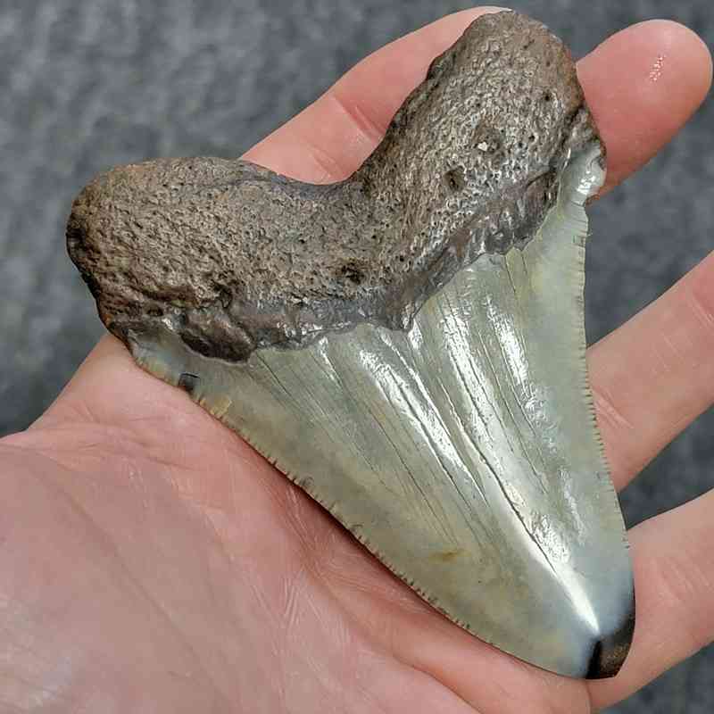 Polished Megalodon Shark Tooth - STPOL4-08 - Image 3