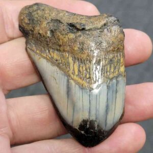Bargain Polished 75% Complete Megalodon Shark Tooth - STPOLBAR75-24