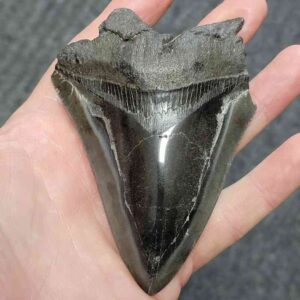 Bargain Polished 75% Complete Megalodon Shark Tooth - STPOLBAR75-50