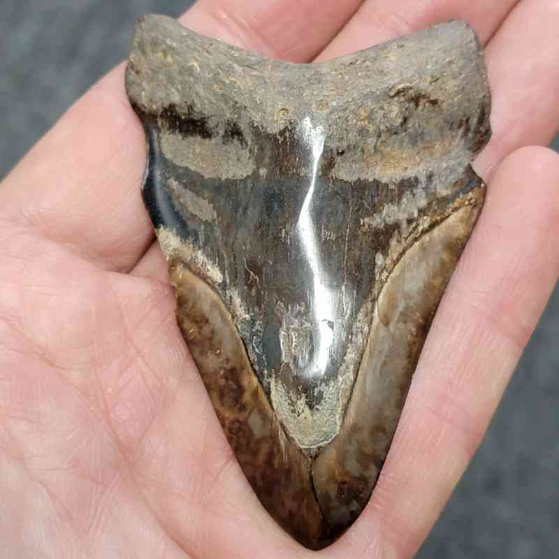 Bargain Polished 90% Complete Megalodon Shark Tooth - STPOLBAR90-16