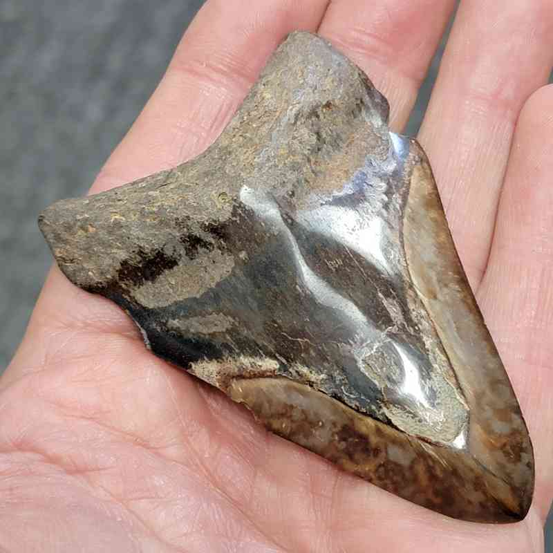 Bargain Polished 90% Complete Megalodon Shark Tooth - STPOLBAR90-16 - Image 2