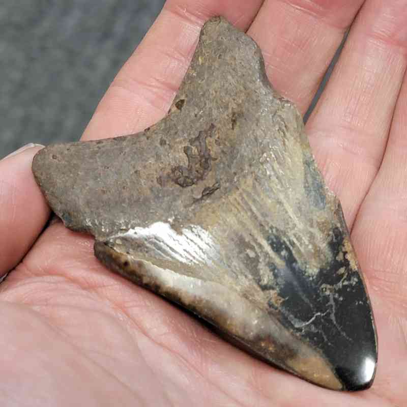 Bargain Polished 90% Complete Megalodon Shark Tooth - STPOLBAR90-16 - Image 3
