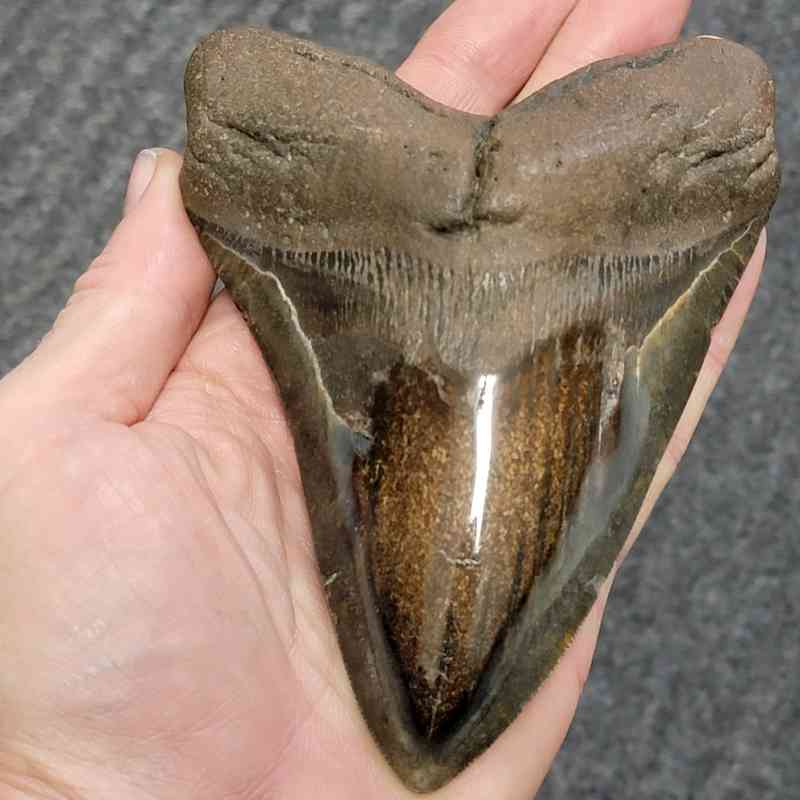 5 Inch Polished Megalodon Shark Tooth