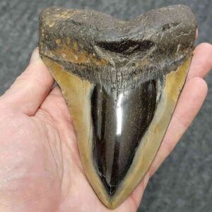 Polished Megalodon Shark Tooth - STPOL5-13
