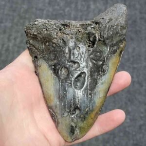 Megalodon Shark Tooth - 400