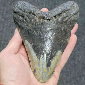 Megalodon Shark Tooth - 403