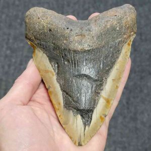 Megalodon Shark Tooth - 405