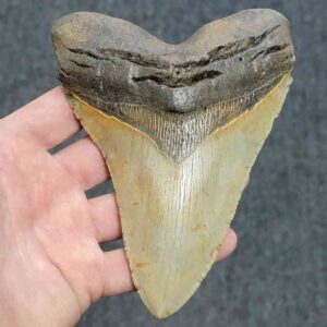 Megalodon Shark Tooth - 415